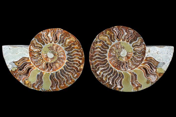Polished Ammonite Pair - Agatized With Pyrite #79701